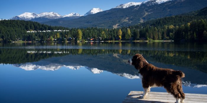 Best Places You Can Take Your Dog